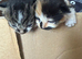 Norwegian x long haired kittens