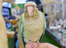 Cinnamon Conures Hand reared