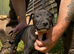 Beautiful Litter of 8 Week Old Lurcher Puppies