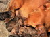 Beautiful Baby dachshunds only one beautiful baby left