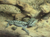 Bearded dragons baby