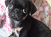 1 gorgeous Black and Tan Pug Puppy