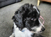 3 stunning borderpoo puppies  left waiting for their forever homes