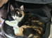 Female Calico Cat