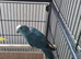 Blue Kakariki