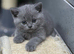 Two stunning British short haired kittens READY NOW