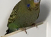 Black faced budgies