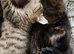 Long Haired and Short Haired Kittens Available Now