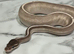 Royal Python Purple Passion 100% Het Ultramel