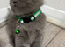 Urgent kittens reduced