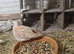 Beautiful lot of diamond doves