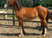 Welsh d yearling filly