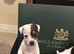 A cracking litter of Parson Jack Russell