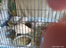 Available small / standard size Coturnix Quail Group 2 x boys and 4 hens £29 the group 6 birds