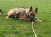 Belgium Malinois cross German Shepard cross Staffordshire bull terrier puppy&rsquo;s