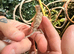 Female sambava panther chameleon