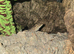 TRADE FOR TARANTULAS Cyrtopodion scabrum, rough-tailed gecko and 1 male crested gecko