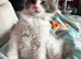 Main coon x ragdoll kittens