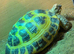 Horsefield tortoise and full set up