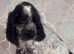 Beautiful full show cocker spaniels