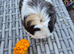 Beautiful Adult Guinea Pig Sows