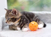 Beautiful Kittens Ready for Collection