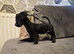 Terrier x dashound pups ready to leave