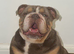 KC REGISTERED ENGLISH BULLDOG PUPPIES