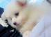 Pom pups