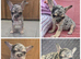French Bulldog puppies