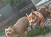 Two ABKC pocket bully’s needing a new home