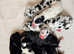 STUD KC reg Harlequin Great Dane 3 yr
