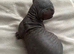 Stunning Sphynx & Dwelf kittens