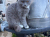 Beautiful thick coat cat