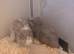 male guinea pigs for sale