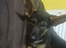 Adorable German Shepherd Puppies