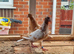 Yellow mueleman racing pigeon for sale
