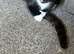2 kittens left