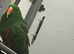 Stunning Male Eclectus Parrot &ndash; very Tame