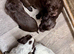 Cocker spaniel puppies