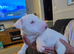 Chunky white bullie boy