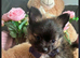 NOW REDUCED AND NEEDING HOMES Beautiful Pomeranian puppies