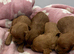 Cavapoo puppies F1