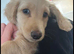 Cream Puppy