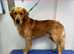 Proven golden retriever fox red KC reg stud available