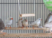 This year mixed young Zebra finches
