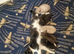 Kittens for sale