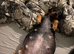 Dachshunds Tweenies boys and girl