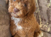 F1B cavapoo puppies 2 Left!