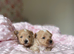 Beautiful Tiny Maltipoo F-1